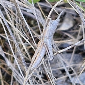 Coryphistes ruricola at Goulburn, NSW - 24 Aug 2024