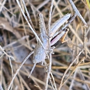 Coryphistes ruricola at Goulburn, NSW - 24 Aug 2024