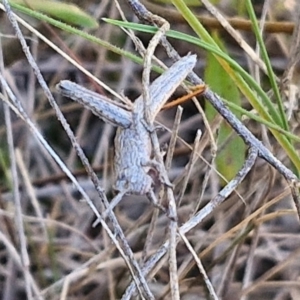 Coryphistes ruricola at Goulburn, NSW - 24 Aug 2024