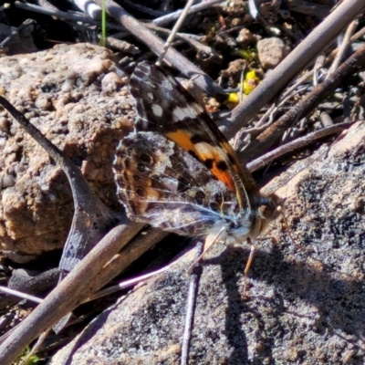 Vanessa kershawi (Australian Painted Lady) at Goulburn, NSW - 24 Aug 2024 by trevorpreston