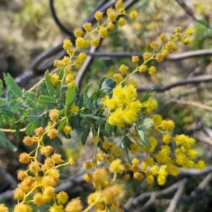 Acacia baileyana at Goulburn, NSW - 24 Aug 2024