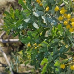 Acacia baileyana at Goulburn, NSW - 24 Aug 2024 02:24 PM