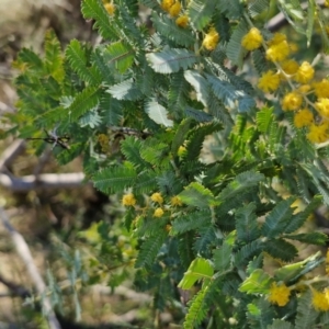 Acacia baileyana at Goulburn, NSW - 24 Aug 2024