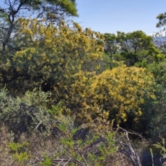 Acacia baileyana at Goulburn, NSW - 24 Aug 2024 02:24 PM