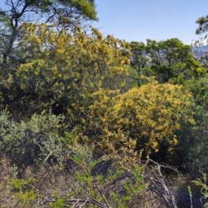 Acacia baileyana at Goulburn, NSW - 24 Aug 2024