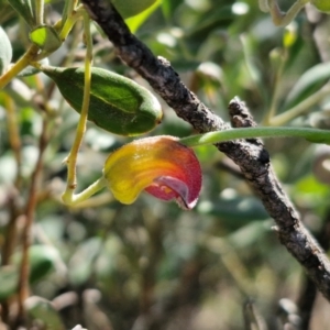 Grevillea arenaria subsp. arenaria at Goulburn, NSW - 24 Aug 2024 02:22 PM