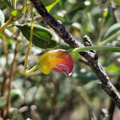 Grevillea arenaria subsp. arenaria (Nepean Spider Flower) at Goulburn, NSW - 24 Aug 2024 by trevorpreston