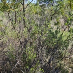 Grevillea arenaria subsp. arenaria at Goulburn, NSW - 24 Aug 2024