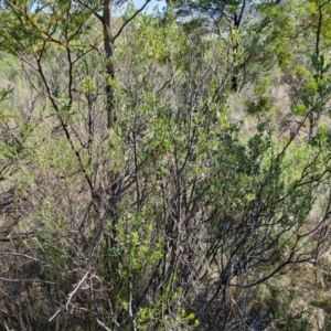 Grevillea arenaria subsp. arenaria at Goulburn, NSW - 24 Aug 2024 02:22 PM