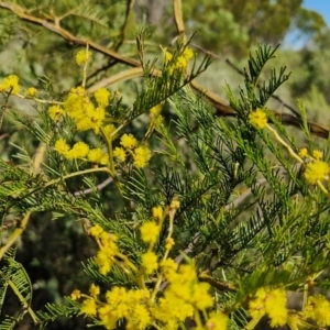 Acacia decurrens at Goulburn, NSW - 24 Aug 2024