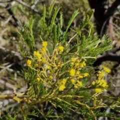 Acacia decurrens at Goulburn, NSW - 24 Aug 2024