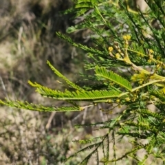 Acacia decurrens at Goulburn, NSW - 24 Aug 2024