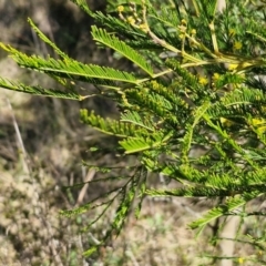 Acacia decurrens at Goulburn, NSW - 24 Aug 2024