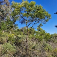 Acacia decurrens at Goulburn, NSW - 24 Aug 2024