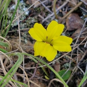 Goodenia hederacea subsp. hederacea at Goulburn, NSW - 24 Aug 2024