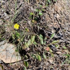 Goodenia hederacea subsp. hederacea at Goulburn, NSW - 24 Aug 2024