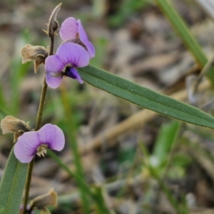 Hovea heterophylla at Goulburn, NSW - 24 Aug 2024