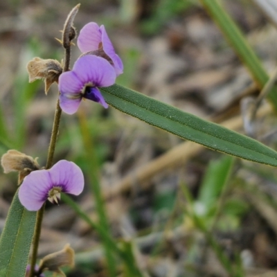 Hovea heterophylla (Common Hovea) at Goulburn, NSW - 24 Aug 2024 by trevorpreston