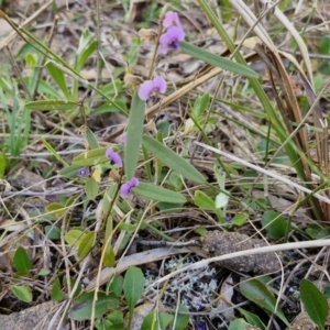 Hovea heterophylla at Goulburn, NSW - 24 Aug 2024