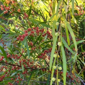 Acacia leprosa at suppressed - 24 Aug 2024