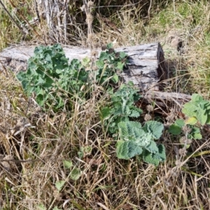 Marrubium vulgare at O'Connor, ACT - 10 Aug 2024