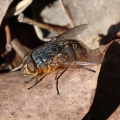 Unidentified Blow fly (Calliphoridae) at Beechworth, VIC - 24 Aug 2024 by KylieWaldon