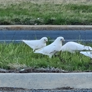 Cacatua sanguinea at Isaacs, ACT - 24 Aug 2024 04:50 PM