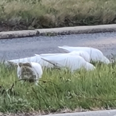 Cacatua sanguinea at Isaacs, ACT - 24 Aug 2024 04:50 PM