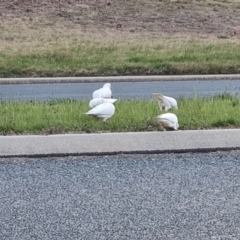 Cacatua sanguinea at Isaacs, ACT - 24 Aug 2024