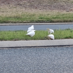 Cacatua sanguinea at Isaacs, ACT - 24 Aug 2024 04:50 PM