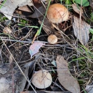 zz agaric (stem; gill colour unknown) at Beechworth, VIC - 24 Aug 2024 10:18 AM