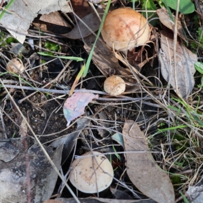 zz agaric (stem; gill colour unknown) at Beechworth, VIC - 24 Aug 2024 by KylieWaldon