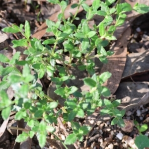 Gonocarpus tetragynus at Beechworth, VIC - 24 Aug 2024