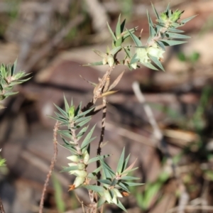 Melichrus urceolatus at Beechworth, VIC - 24 Aug 2024 10:20 AM