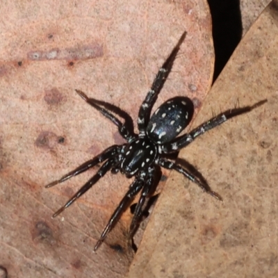 Nyssus albopunctatus (White-spotted swift spider) at Beechworth, VIC - 24 Aug 2024 by KylieWaldon