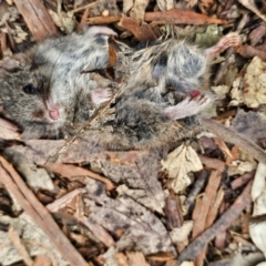 Antechinus agilis (Agile Antechinus) at Tharwa, ACT - 22 Aug 2024 by SWishart