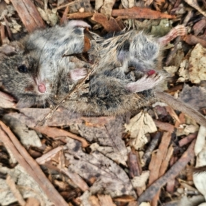 Antechinus agilis at Tharwa, ACT - 23 Aug 2024 08:32 AM