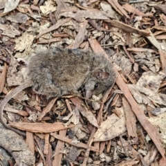 Antechinus agilis at Tharwa, ACT - 23 Aug 2024