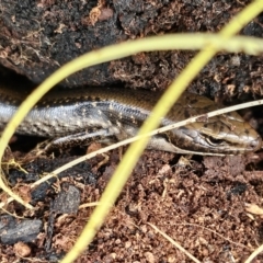 Eulamprus tympanum (Southern Water Skink) at Tennent, ACT - 22 Aug 2024 by SWishart