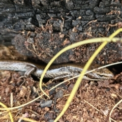 Eulamprus tympanum at Tennent, ACT - 23 Aug 2024 09:11 AM