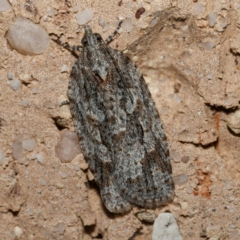 Acropolitis ergophora (A tortrix or leafroller moth) by DPRees125