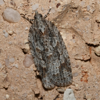 Acropolitis ergophora (A tortrix or leafroller moth) by DPRees125