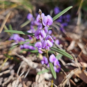 Hovea heterophylla at Bombay, NSW - 24 Aug 2024