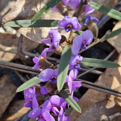 Hovea heterophylla at Bombay, NSW - 24 Aug 2024