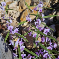 Hovea heterophylla at Bombay, NSW - 24 Aug 2024