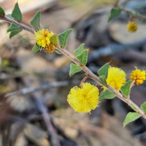 Acacia gunnii at Bombay, NSW - 24 Aug 2024