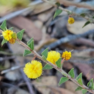 Acacia gunnii at Bombay, NSW - 24 Aug 2024