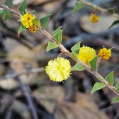 Acacia gunnii at Bombay, NSW - 24 Aug 2024 12:34 PM