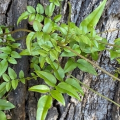 Jasminium polyanthum (Winter Jasmine) at Jerrabomberra, NSW - 24 Aug 2024 by SteveBorkowskis