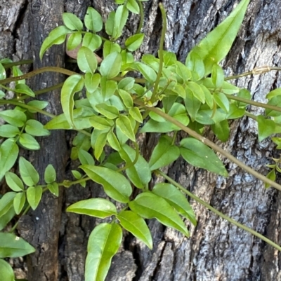 Jasminium polyanthum (Winter Jasmine) at Jerrabomberra, NSW - 24 Aug 2024 by SteveBorkowskis